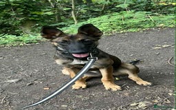 Mixed Breed dogs for sale: Belgian malinoi x lurcher - Image 1