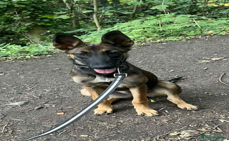 Mixed Breed dogs - Advert 11