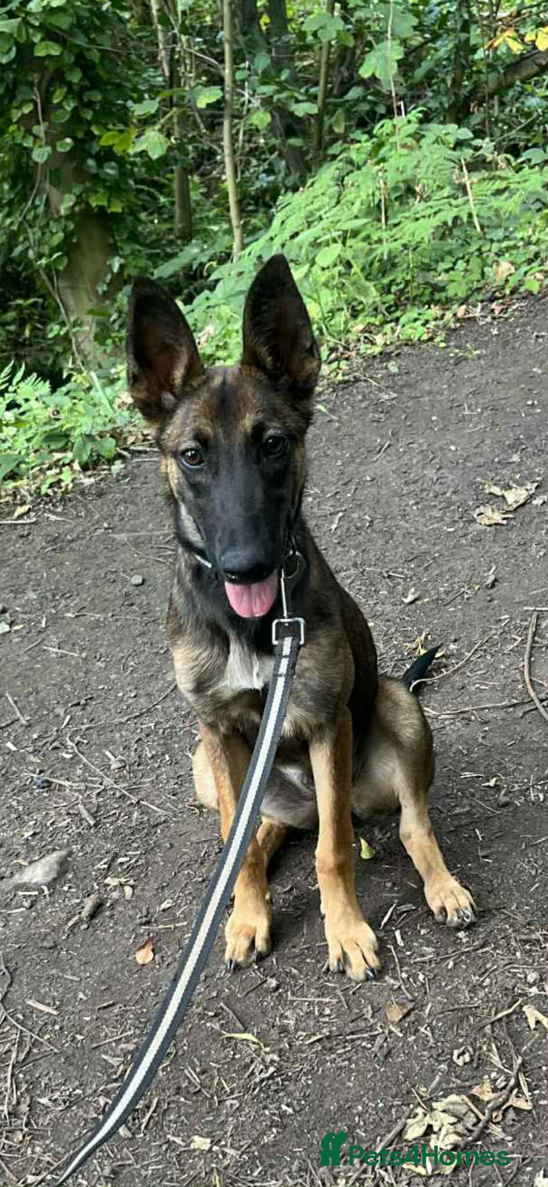 Mixed Breed dogs for sale: Belgian malinoi x lurcher - Image 1