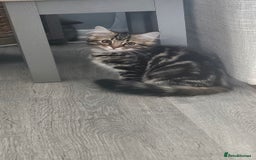 Persian cats for sale: Persian Kittens ready now  - Image 14