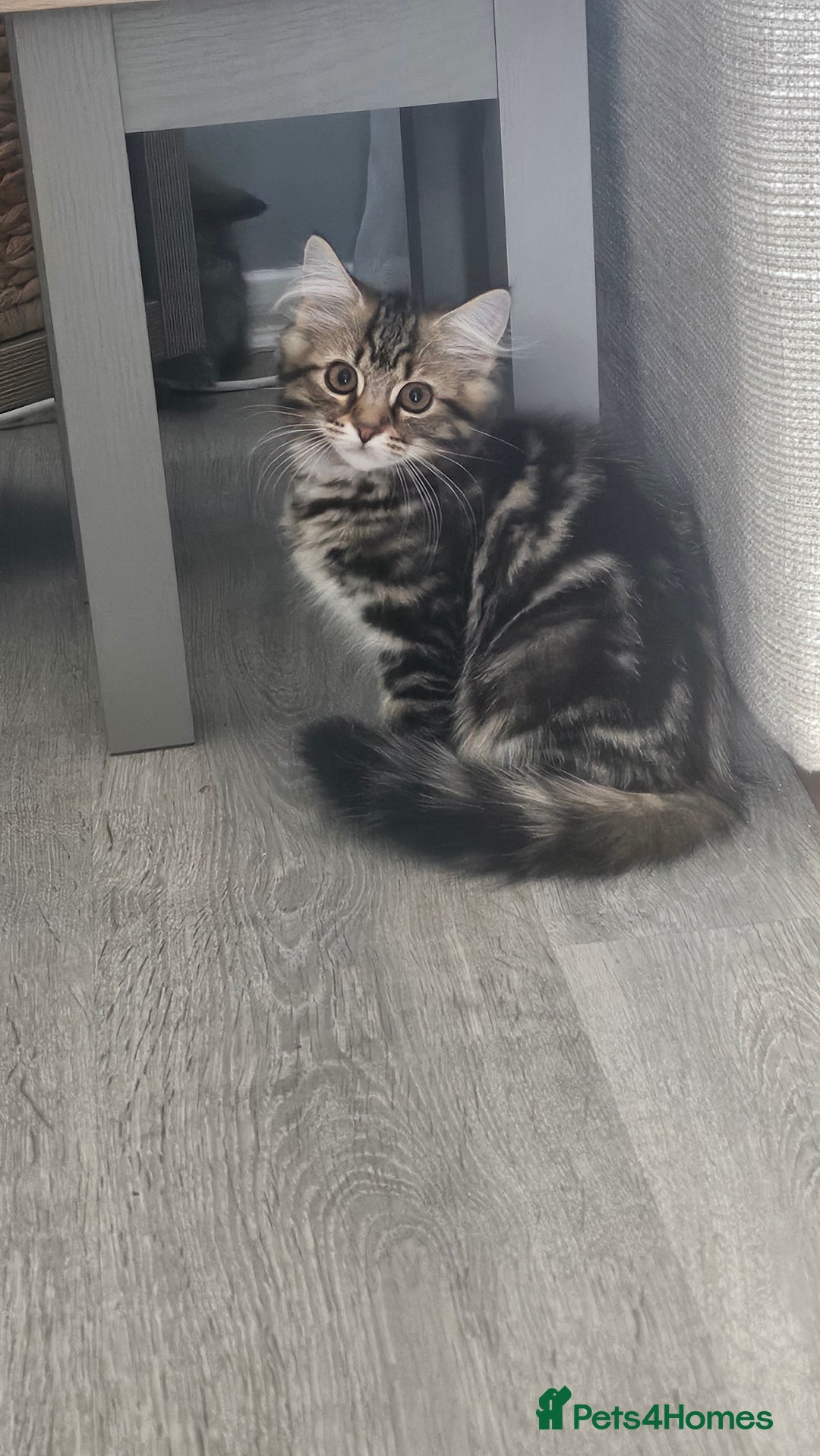 Persian cats for sale: Persian Kittens ready now  - Image 14