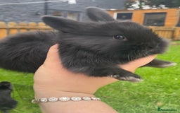 Mini Lop rabbits for sale: black and black and white Lionhead bunnies - Image 5