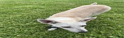 Lurcher dogs for sale: Daisy is a Calm, Easy-Going Companion - Advert 8