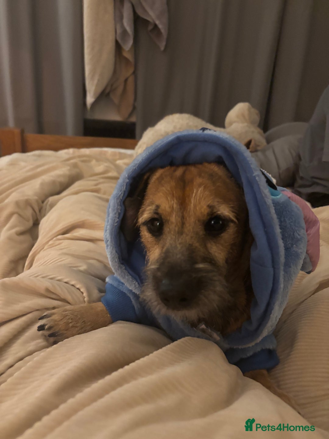 Mixed Breed dogs for sale: 11 month old male Dachshund x Shih Tzu - Advert 3