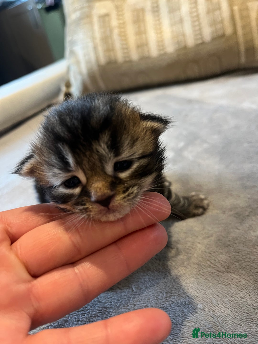 Mixed Breed cats for sale: Maine Coon Mix  - Advert 11