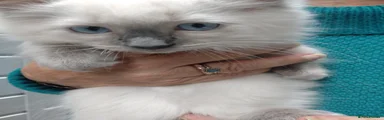 Ragdoll 3