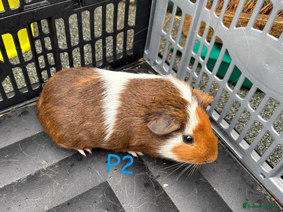 Guinea Pig rodents for sale: Baby female and male guinea pigs for sale - Image 7