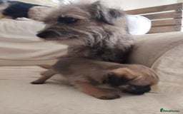 Border Terrier dogs for sale: Made in Devon  - Image 2