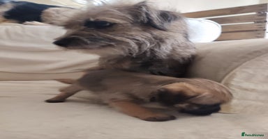 Border Terrier dogs - Advert 5