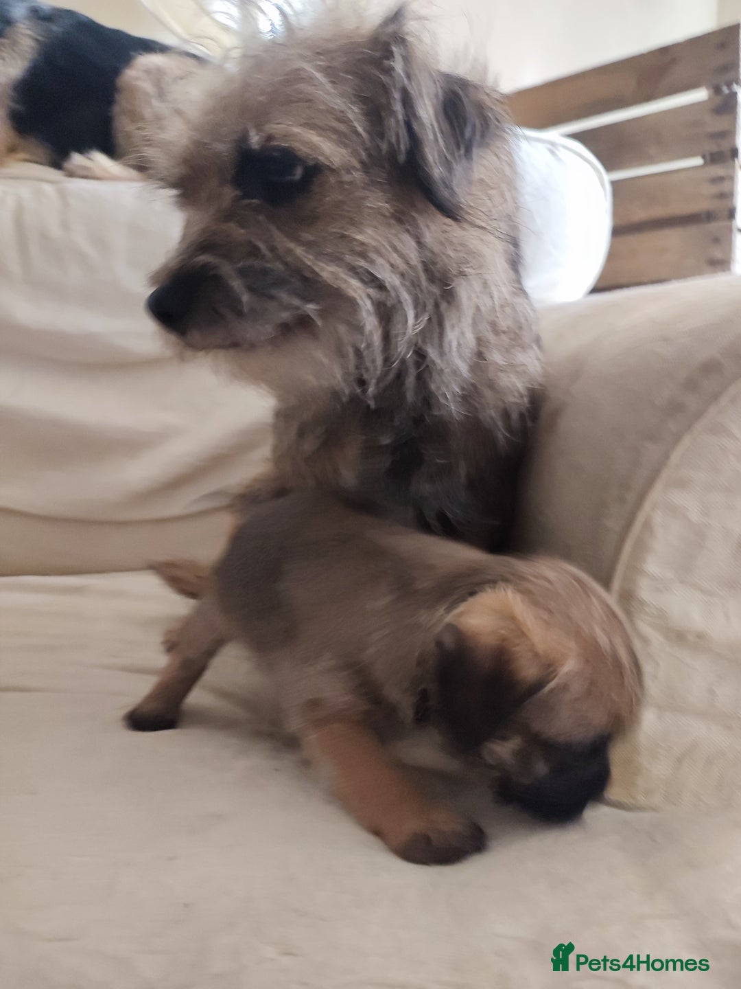 Border Terrier dogs for sale: Made in Devon  - Image 2