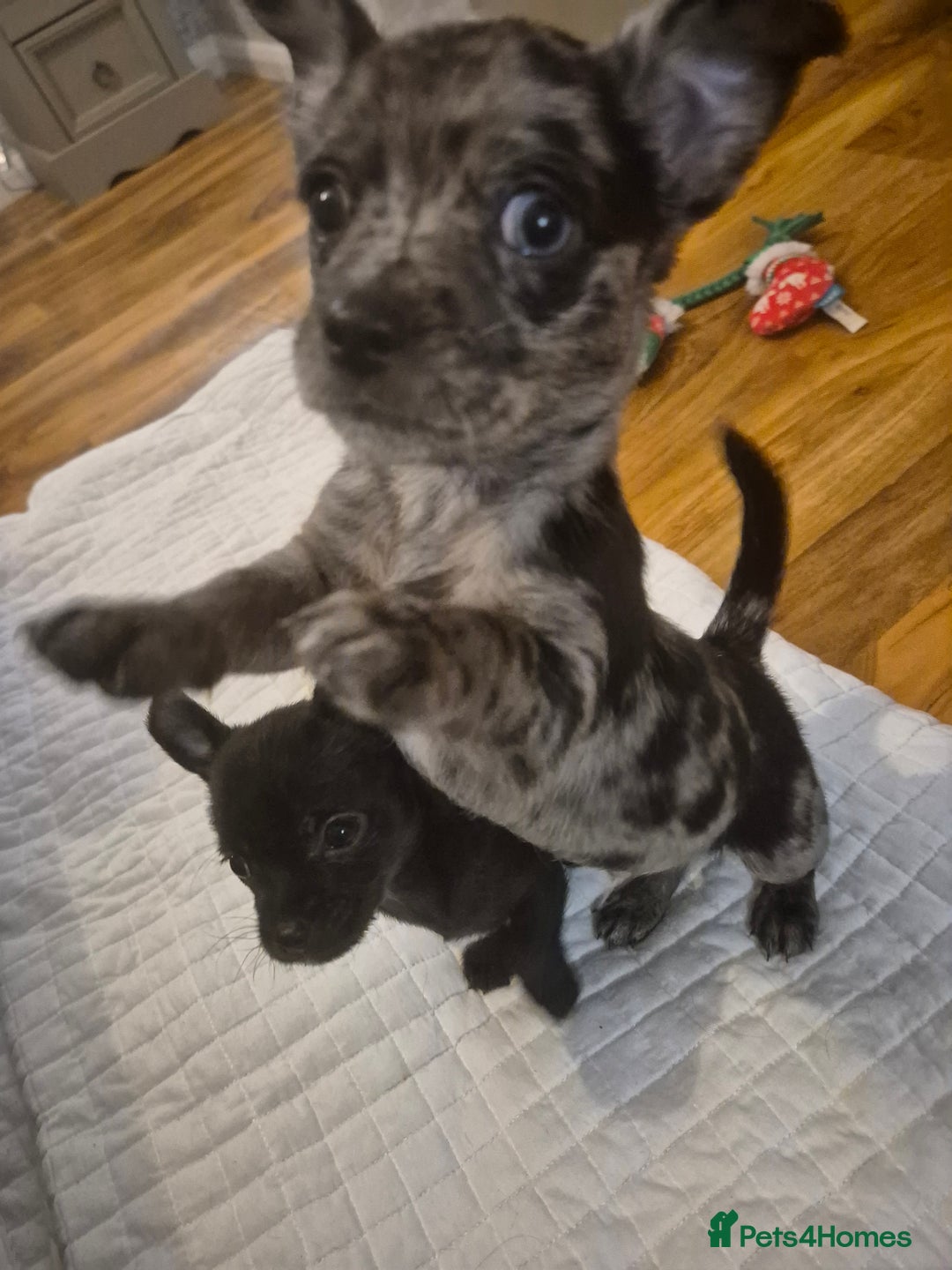 Chihuahua dogs for sale: 3 beautiful tiny pure breed chihuahua  - Advert 2