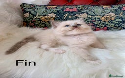 Ragdoll cats for sale: Beautiful champion lines purebred Ragdoll kittens - Image 12
