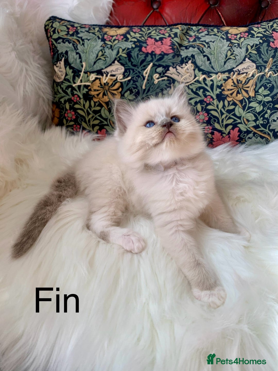 Ragdoll cats for sale: Beautiful champion lines purebred Ragdoll kittens - Image 12