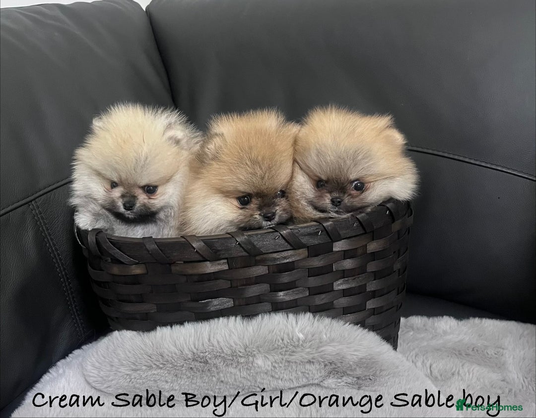 Pomeranian dogs for sale: 🔥Stunning 🐻Real Teddy Face🏆Quality  - Advert 1