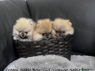 Pomeranian dogs 🔥Stunning 🐻Real Teddy Face🏆Quality - Advert 2