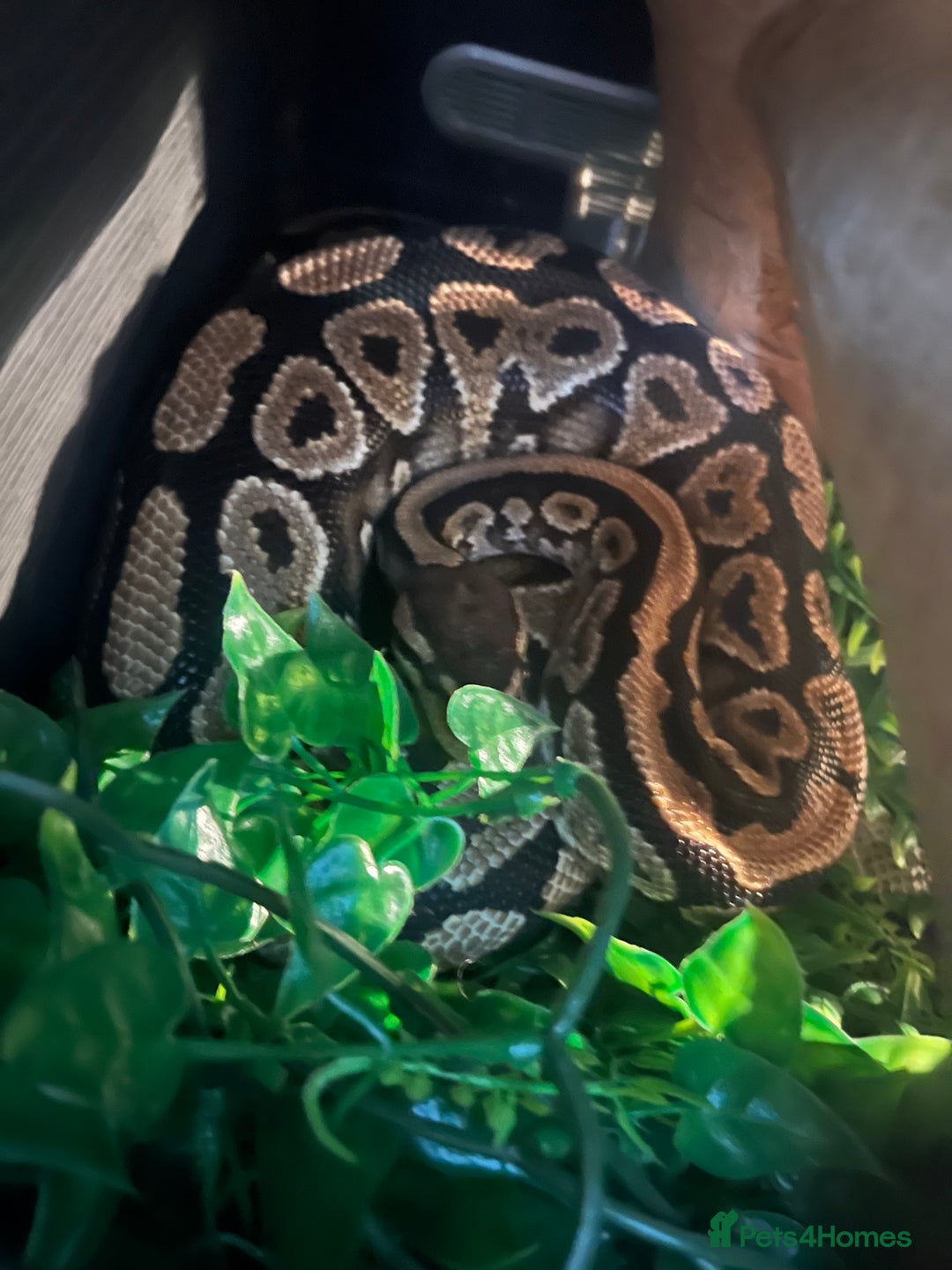 Python Snake reptiles for sale: 2 x royal ball python’s with set up  - Image 5
