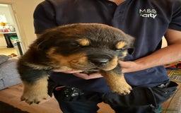 Rottweiler dogs for sale: Rottweiler puppies  - Image 17
