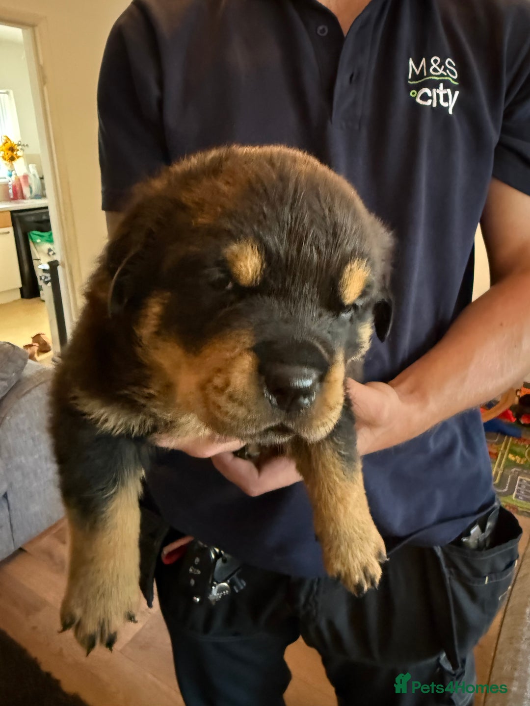 Rottweiler dogs for sale: Rottweiler puppies  - Image 17