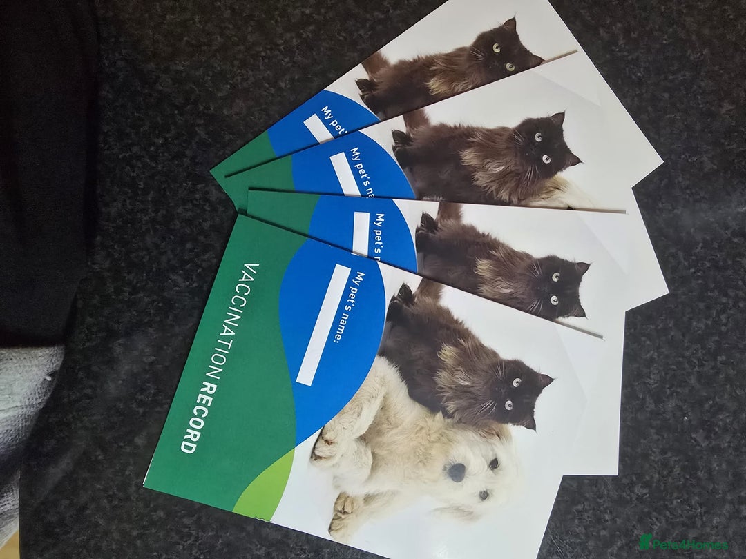 Labrador Retriever dogs for sale: Labrador puppies - Image 6