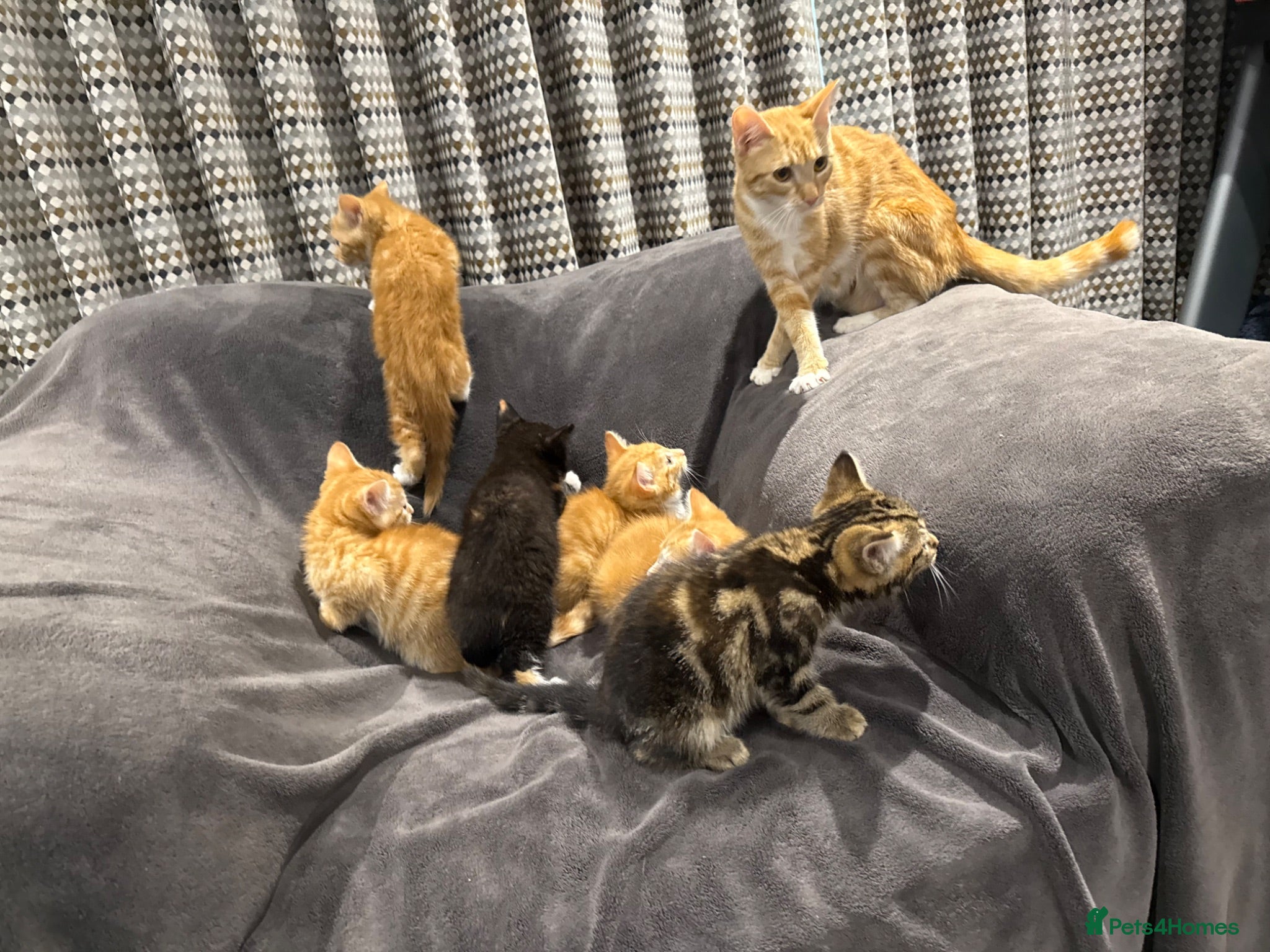 Mixed Breed cats READY NOW Boys and Girls available  - Advert 2