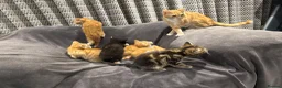 Mixed Breed cats for sale: READY NOW Boys and Girls available  - Advert 2