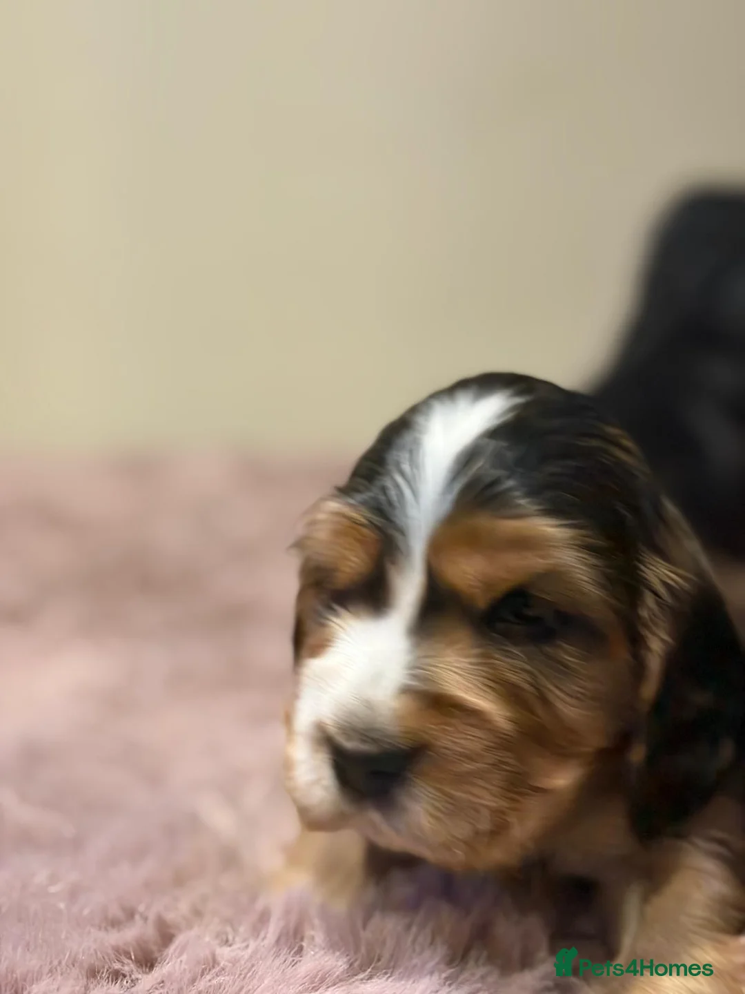 Cocker Spaniel dogs for sale: Stunning sable show cocker puppies in Kendal - Advert 15