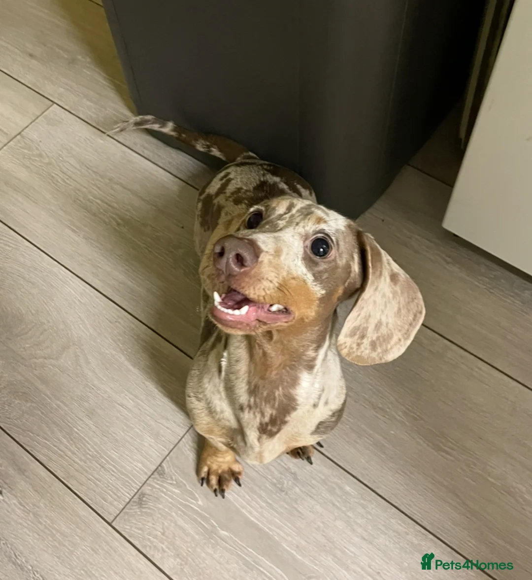Miniature Dachshund dogs for sale: Smooth Haired Mini Dachshunds  in Birmingham - Advert 2
