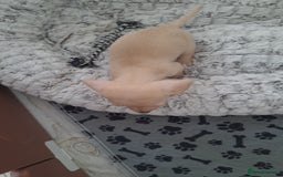 Dachshund dogs for sale: Miniature dachshund girls, cream & black and cream - Image 20