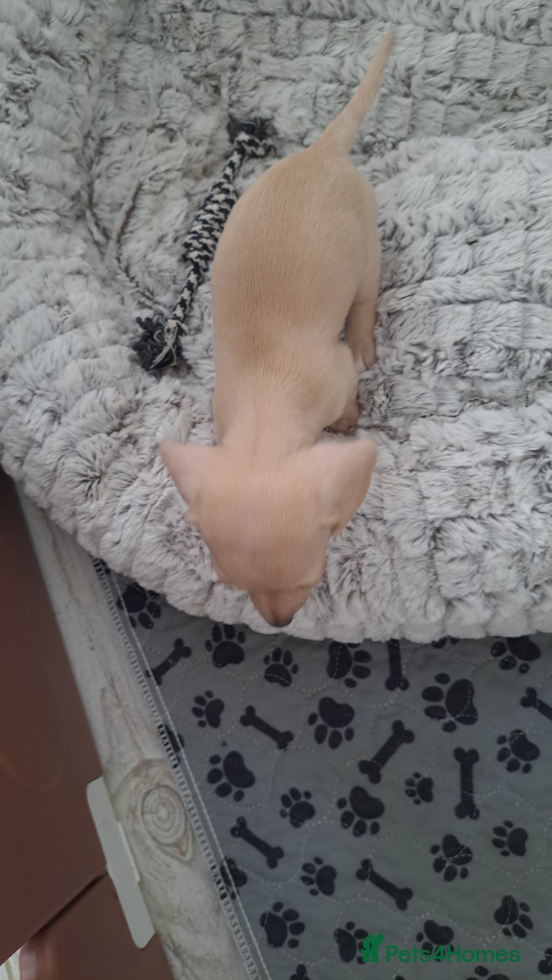 Dachshund dogs for sale: Miniature dachshund girls, cream & black and cream - Image 20