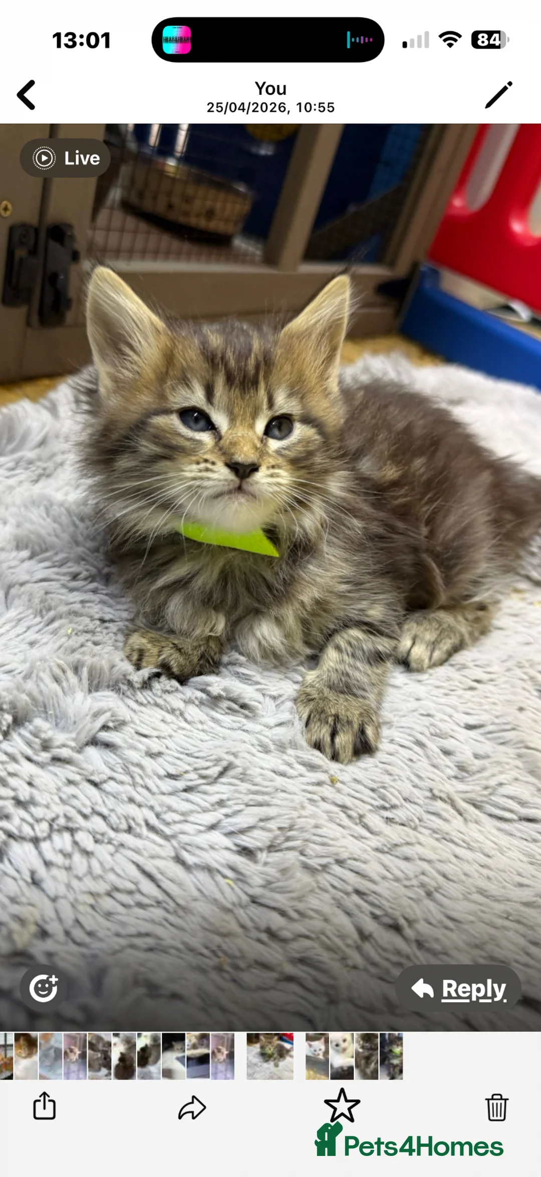 Maine Coon cats for sale: Mainecoon x  - Advert 1