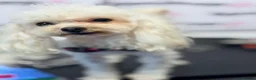 Toy Poodle dogs for stud: Asian Toy Poodle for Stud - Advert 3