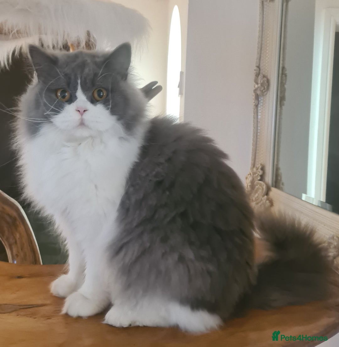 British Longhair cats for sale: Tica registered British Longhair Lady Rehome - Image 1
