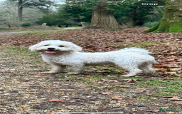 Poochon dogs for sale: Stunning coloured Poochons  - Image 6
