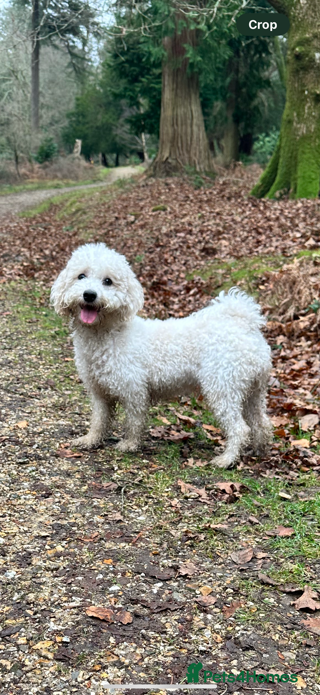 Poochon dogs for sale: Stunning coloured Poochons  - Image 6
