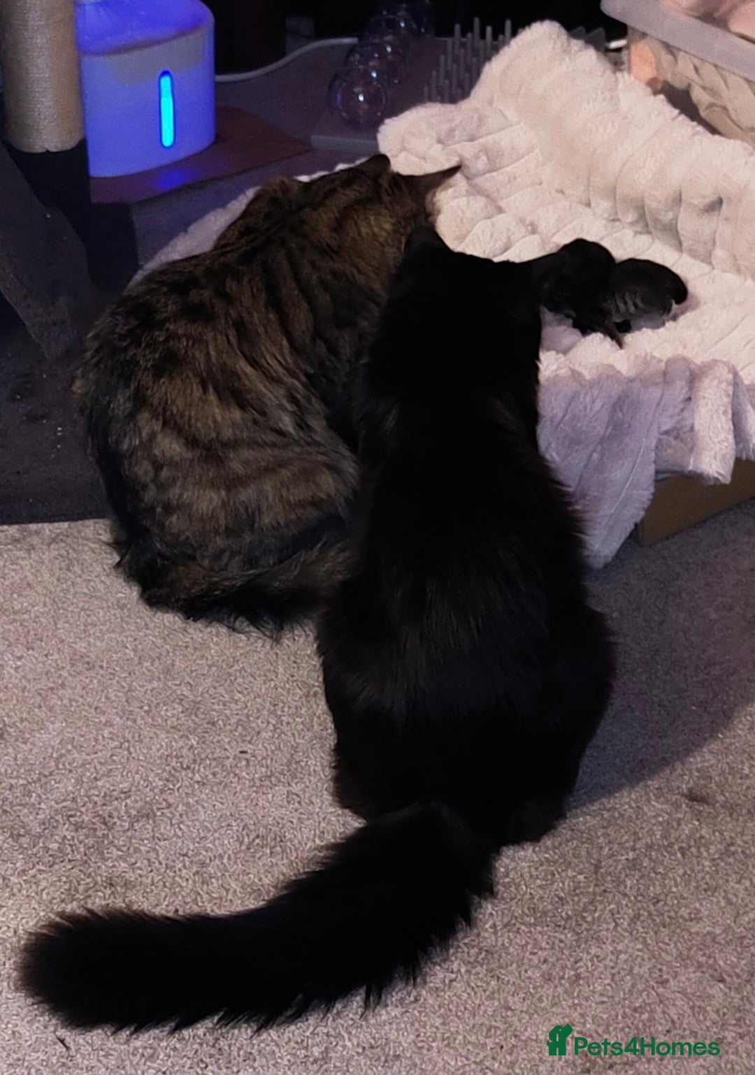 British Longhair cats for sale: Neutered black male kitten called 'Beef' - Advert 6