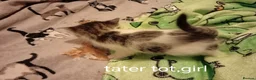 Mixed Breed cats for sale: Kittens Mixed breed (father 1/4 Bengal) - Advert 22