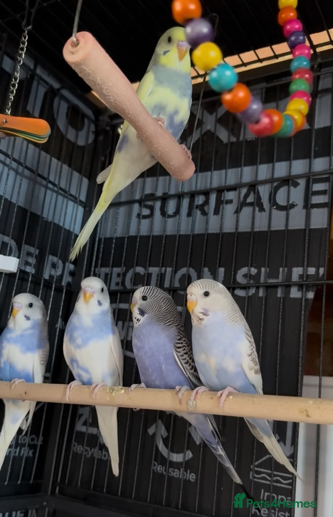 Budgerigars birds for sale: Beautiful Baby Budgies - Advert 5