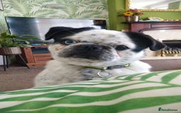 Pug dogs for stud: kc panda pug for stud in Blackpool - Image 3