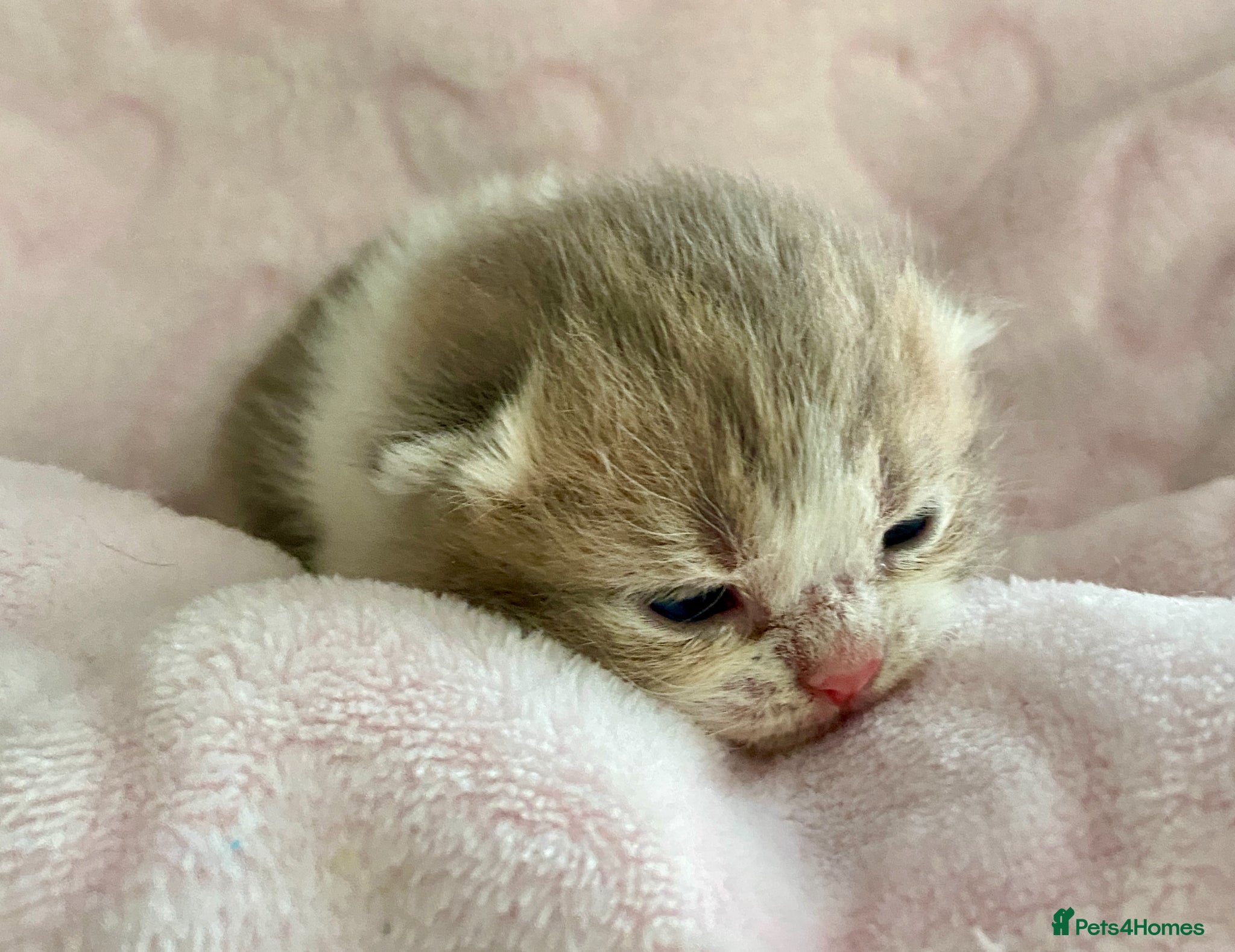 Scottish Fold cats 🧸EXTREMELY RARE FAWN CALICO SCOTTISH/BSH 😻🧸 - Advert 15