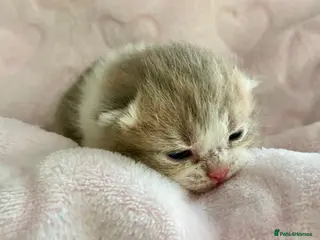 Scottish Fold cats 🧸EXTREMELY RARE FAWN CALICO SCOTTISH/BSH 😻🧸 - Advert 15