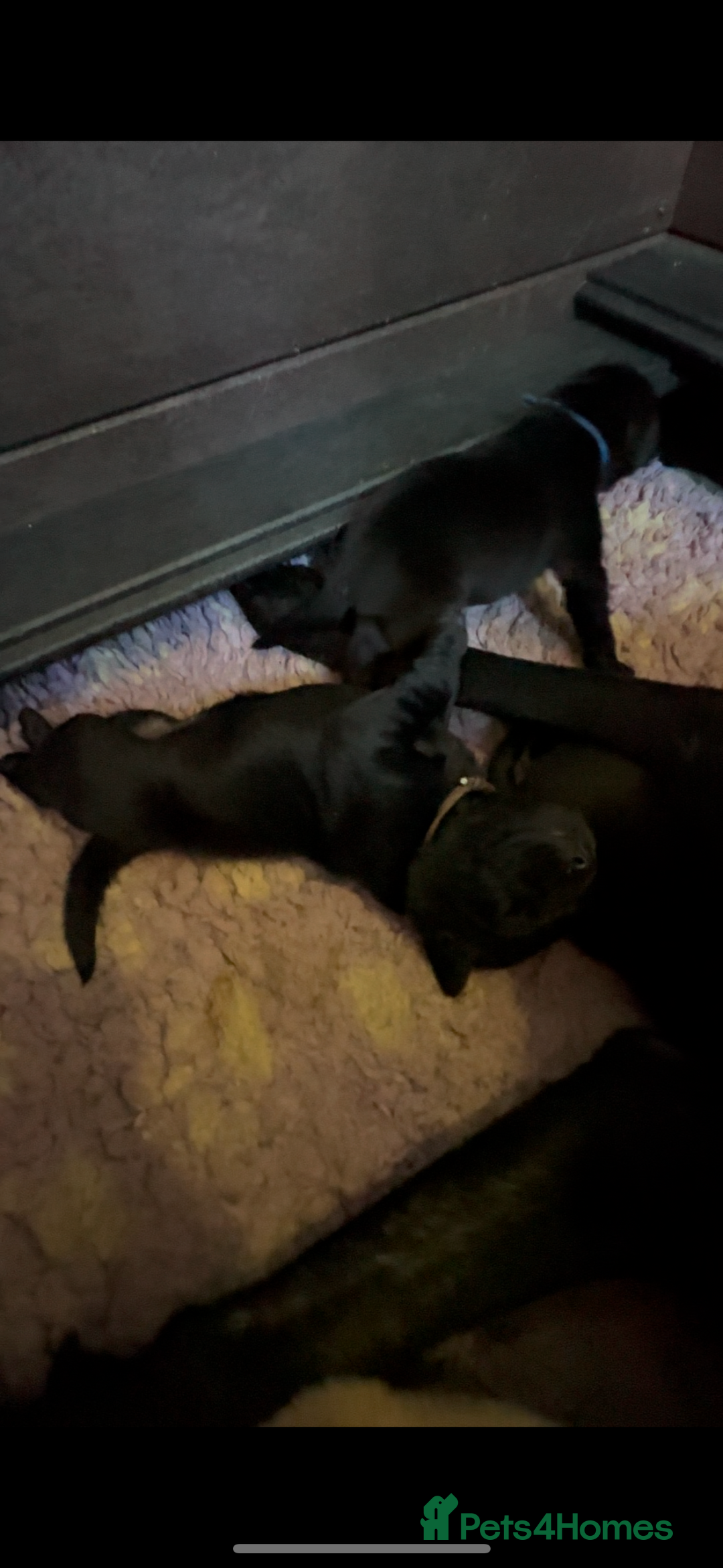 Labrador Retriever dogs for sale: Stunning KC Registered FoxRed/Black Labrador Pups  - Image 15