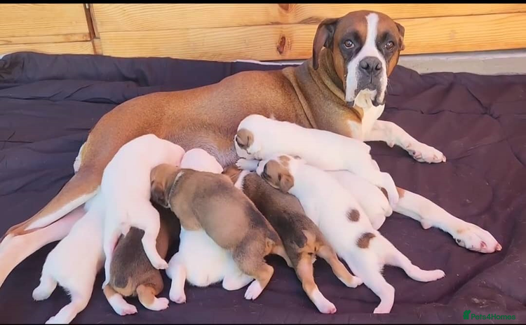 Boxer dogs - Advert 3