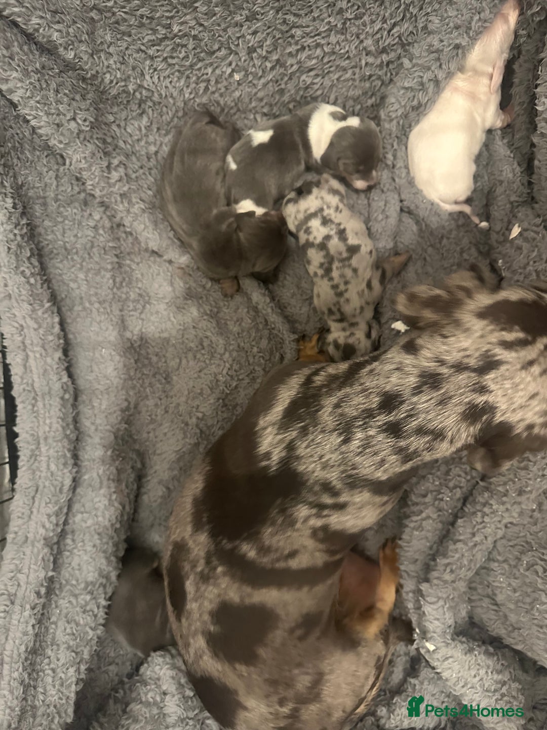 Miniature Dachshund dogs for sale: STUNNING MINIATURE DACHSHUNDS DAPPLE KC  - Advert 9