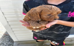 Cockapoo dogs for sale: Cockapoos  - Image 1