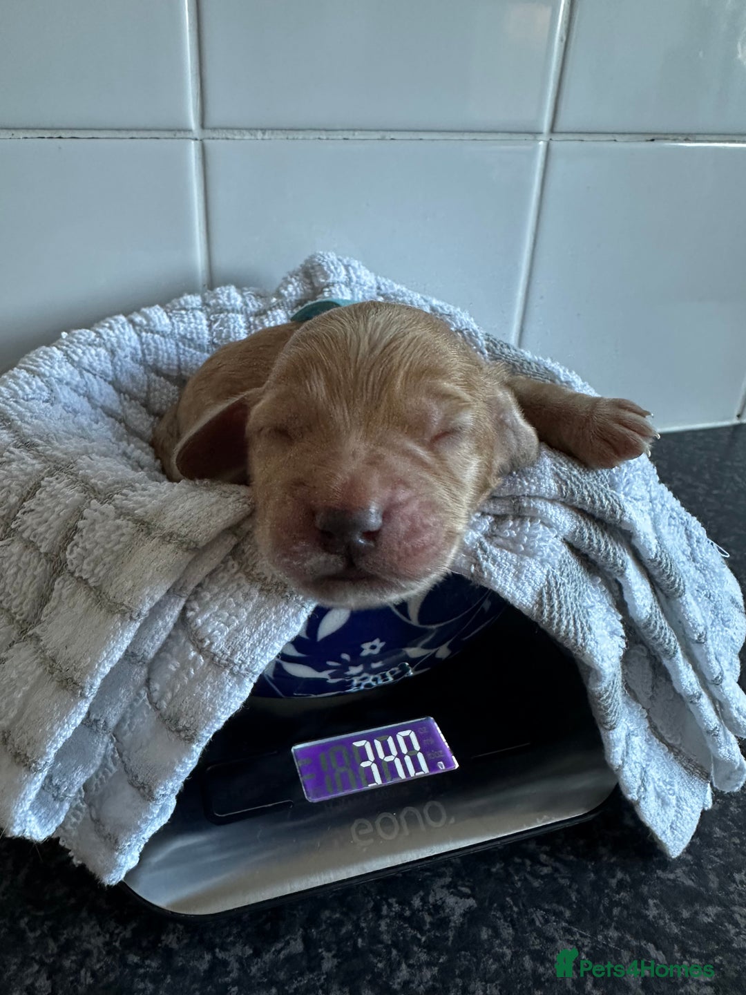 Cockapoo dogs for sale: Red & Apricot Cockapoo puppies  - Advert 9