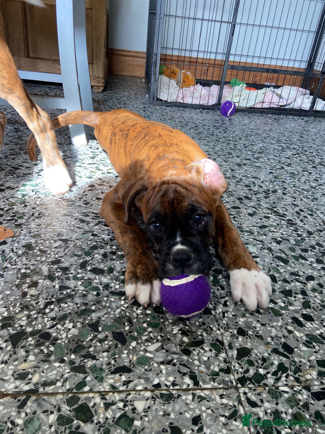 Boxer dogs for sale: Beautiful Boxer puppies - Image 4