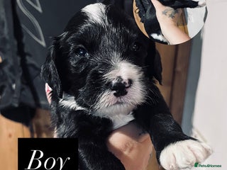 Cockapoo dogs - Advert 11