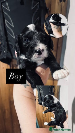 Cockapoo dogs - Advert 8