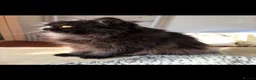 Persian cats for sale: Registered Persian Kittens – Blue & Red - Advert 6