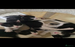 Mixed Breed cats for sale: Short haired kittens  - Image 1